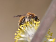 Andrena praecox